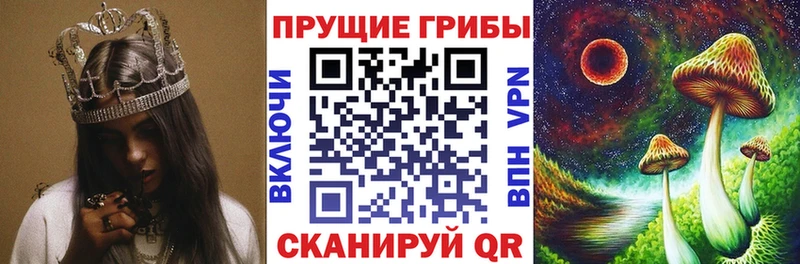 купить   Кедровый  Псилоцибиновые грибы мицелий 